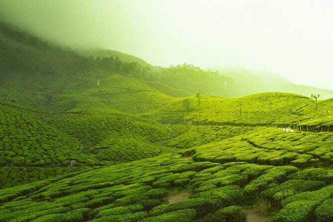 12 Hours Private Munnar Tour from Kochi - Cheeyappara Waterfalls: a refreshing first hit of Idukki nature