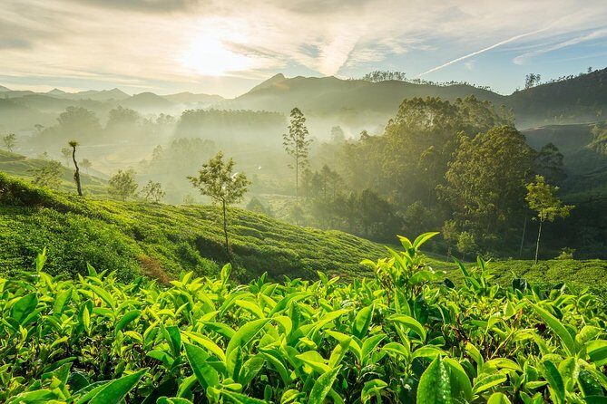 4 Days Best of Kerala Tour with Private Houseboat, Sightseeing & Car - Munnar day: dams, tea culture, gardens, and a national park stop