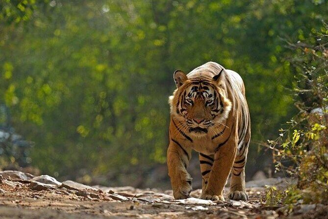 5 Day Private Tour of Tigers, Taj Mahal and Palaces from Cochin - Key Highlights Worth Booking For