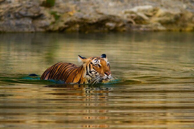 5 Day Private Tour of Tigers, Taj Mahal and Palaces from Cochin - From Kochi to Delhi: Getting Into the Golden Triangle Fast