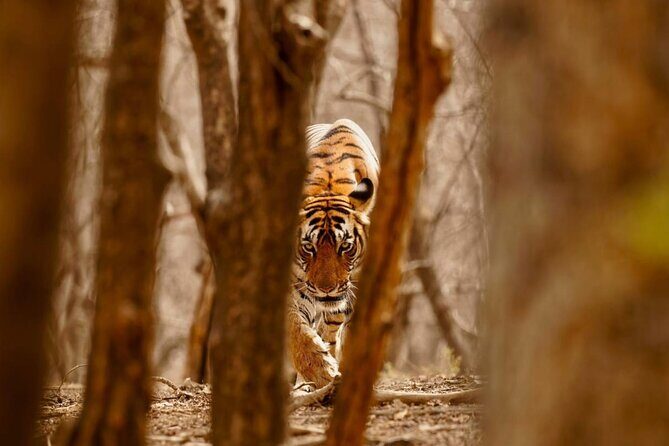 5 Day Private Tour of Tigers, Taj Mahal and Palaces from Cochin - The Big Move to Ranthambore: Tigers, Travel Time, and Timing