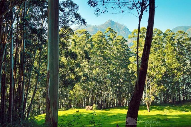 5 Days Budget Kerala Tour Packages by Sanguine Holidays - Day 1: Cheeyappara and Valara waterfalls that break up the drive