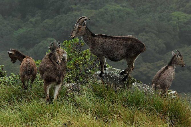 5 Days Kerala Tour Package With 4 Star Stays & Private Houseboat - Day 2: Kundala Dam Lake, Echo Point, Mattupetty, and Eravikulam for Nilgiri Tahr