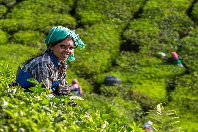 5 Days Kerala Tour with Private Car Houseboat Munnar and Thekkady - The value here: private transport plus a houseboat night