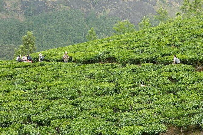 5 Days Kerala Tour with Private Car Houseboat Munnar and Thekkady - Day 3: Munnar to Thekkady and Periyar Lake’s wildlife odds