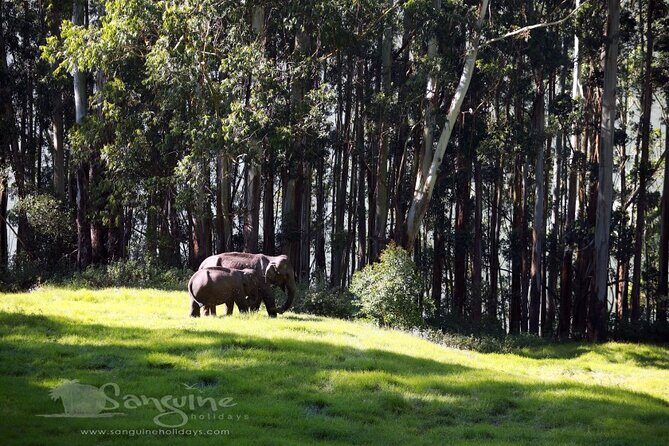 5 Days Private Kerala Tour with Houseboat by Sanguine Holidays - Day 3 Thekkady/Periyar: lake safari-style wildlife viewing