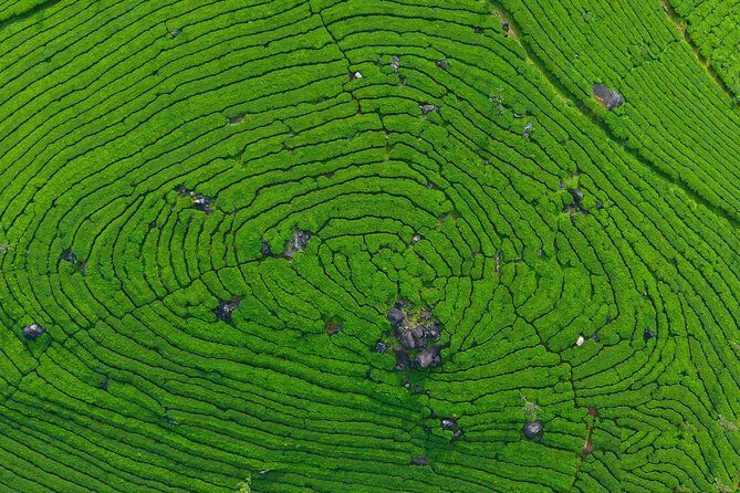 8 Days Kerala Private Tour (3 Star) with Munnar, Houseboat & Cab- Iris Holidays - Kochi to Munnar: Waterfall Stops and Tea-Country First Nights