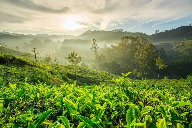 9 Days Private Exotic Kerala Tour - Kumarakom bird sanctuary and Vembanad Lake: the calm chapter