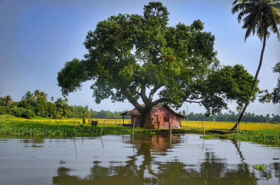 Aleppey Houseboat backwater Day Tour with Lunch and pickup - Key Things to Know Before You Go