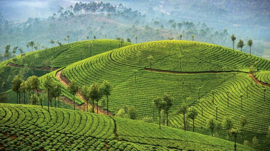 Cochin: 5-Day Kerala Tour with Munnar, Thekkady and Alleppey - Hotels, food, and the reality of “one place at a time”