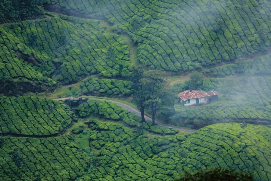 Cochin: 5-Day Kerala Tour with Munnar, Thekkady and Alleppey - What to pack (and what not to do) for Kerala comfort