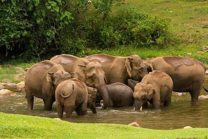Cochin to Munnar Day trip - Time, Comfort, and Group Size: 4 to 5 Hours, Up to 3 People