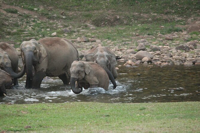 Cochin to Munnar Day trip - Price and Value: When $78.20 for Up to 3 Works