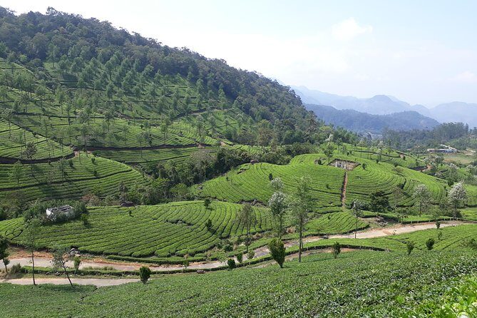 Explore Munnar Day Trip From Cochin ( By Munnar Info) - How a private car turns a Munnar day trip into a workable plan