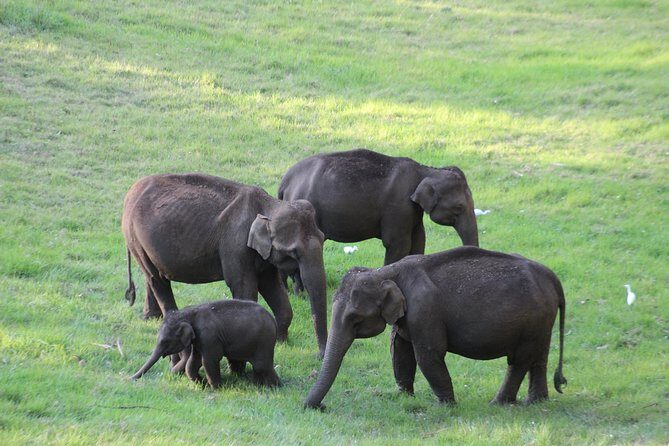 Explore Munnar Day Trip From Cochin ( By Munnar Info) - Cheeyappara and Valara Waterfalls: quick stops that still feel worth it