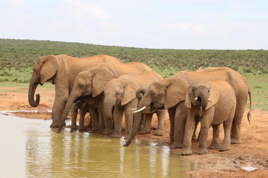 From Cochin: Thekkady 2-Day Tour with Jeep Safari - Key Things That Make This Tour Worth Thinking About