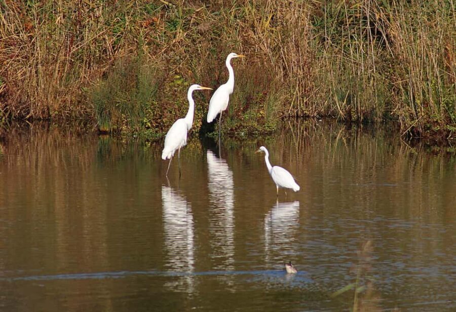 From Cochin: Thekkady 2-Day Tour with Jeep Safari - Should You Book This Cochin to Thekkady 2-Day Jeep Safari?