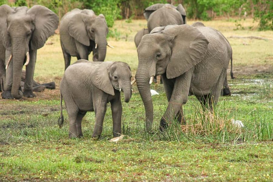 From Cochin: Thekkady 2-Day Tour with Jeep Safari - Day 1 Evening Jeep Safari in Periyar Country