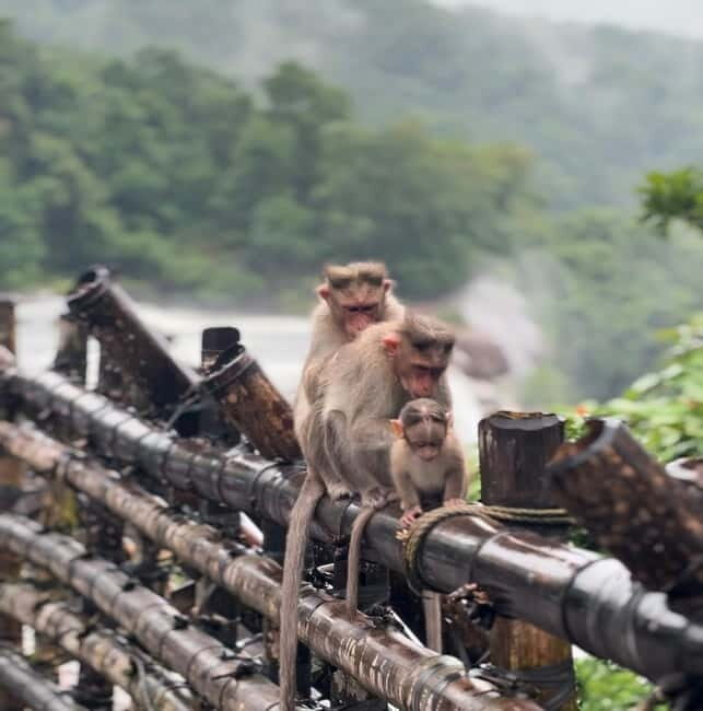 From Kochi: Athirappilly Waterfalls Day Trip with Transfers - Athirappilly Waterfalls: trails, viewpoints, and river time