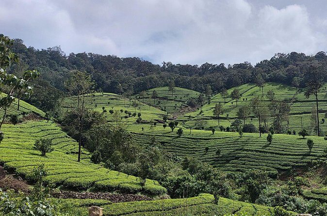 Glimpses of Kerala in 6 days Private Tour with Sanguine Holidays - Thekkady and Periyar: seeing wildlife from a boat on the lake