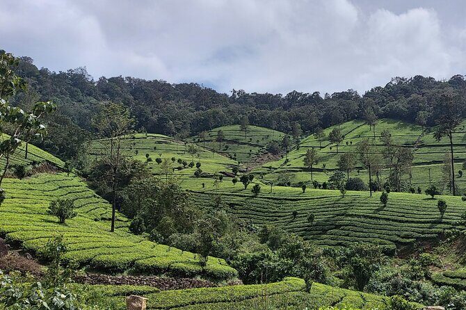 Glimpses of Kerala in 6 days Private Tour with Sanguine Holidays - Alleppey backwaters and the houseboat night: meals included, time on the water