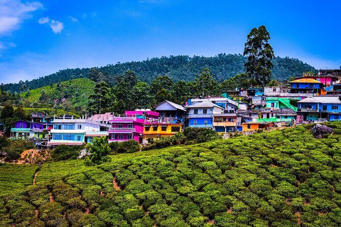 Green Magic Day Tour to Munnar - Lockhart Tea Factory: samples, production, and buying tea the smart way