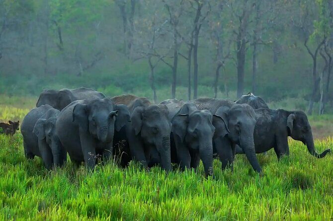 Kerala 6 Day Tour Munnar Thekkady Alleppey Kovalam Beaches - Day 1 Munnar Waterfalls and the Tea-Garden Drive