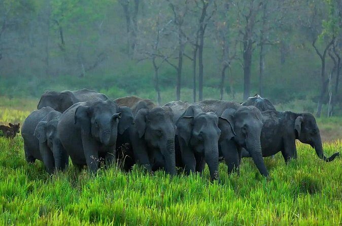 Kerala 6 Day Tour Munnar Thekkady Alleppey Kovalam Beaches - Day 6 Padmanabhaswamy Temple, Napier Museum, and the End at Trivandrum
