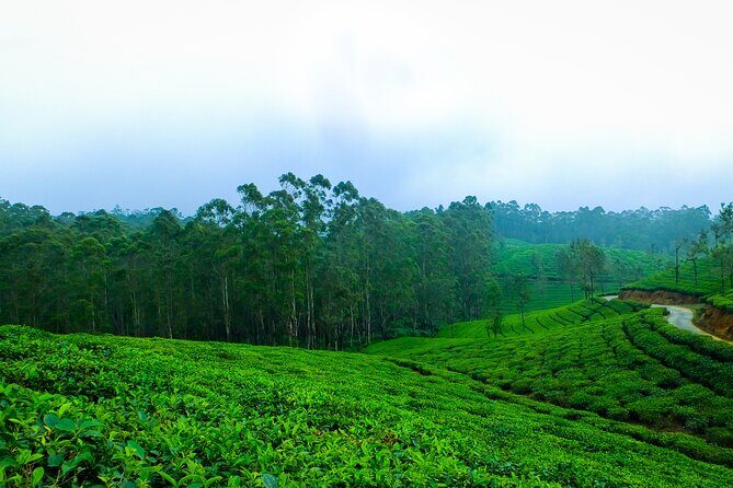 Kerala 6 Day Tour Munnar Thekkady Alleppey Kovalam Beaches - Comfort, Timing, and What to Pack for Kerala’s Mix