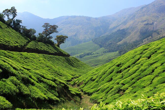 Private Day Trip to Munnar from Kochi (Cochin) - The guide and driver factor: names you may hear