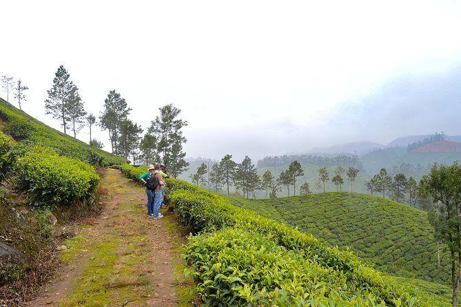 Scenic Kerala : Hills, Wildlife, Backwaters & Beach Bliss- 7 Days - Key things to know before you go