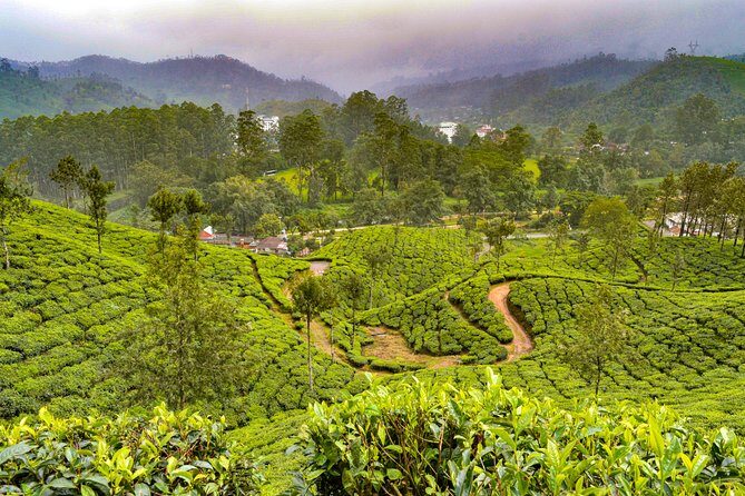 Scenic Kerala : Hills, Wildlife, Backwaters & Beach Bliss- 7 Days - Periyar Thekkady day: spices first, then a jungle-boat cruise on Periyar Lake