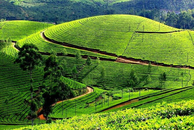 Serene Munnar Retreat: Private Tour from Kochi to the Munnar Hill - Munnar at first light: time to breathe and take it in