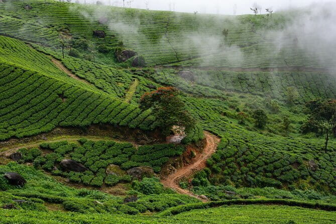 Serene Munnar Retreat: Private Tour from Kochi to the Munnar Hill - Kannan Devan Tea Museum: tea history you can actually connect to