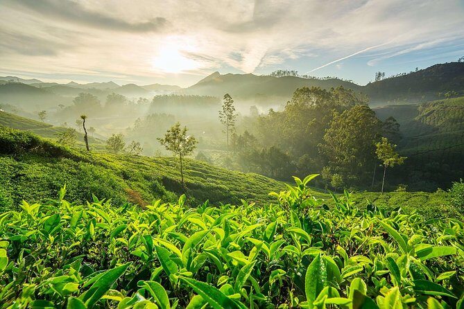 South India Tour in 06 Nights - Day 1: Arrive at Cochin, Transfer to Munnar, and Start on Tea Hills